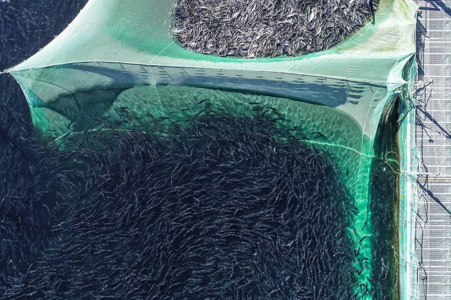 A wave of batteries hits the aquaculture industry